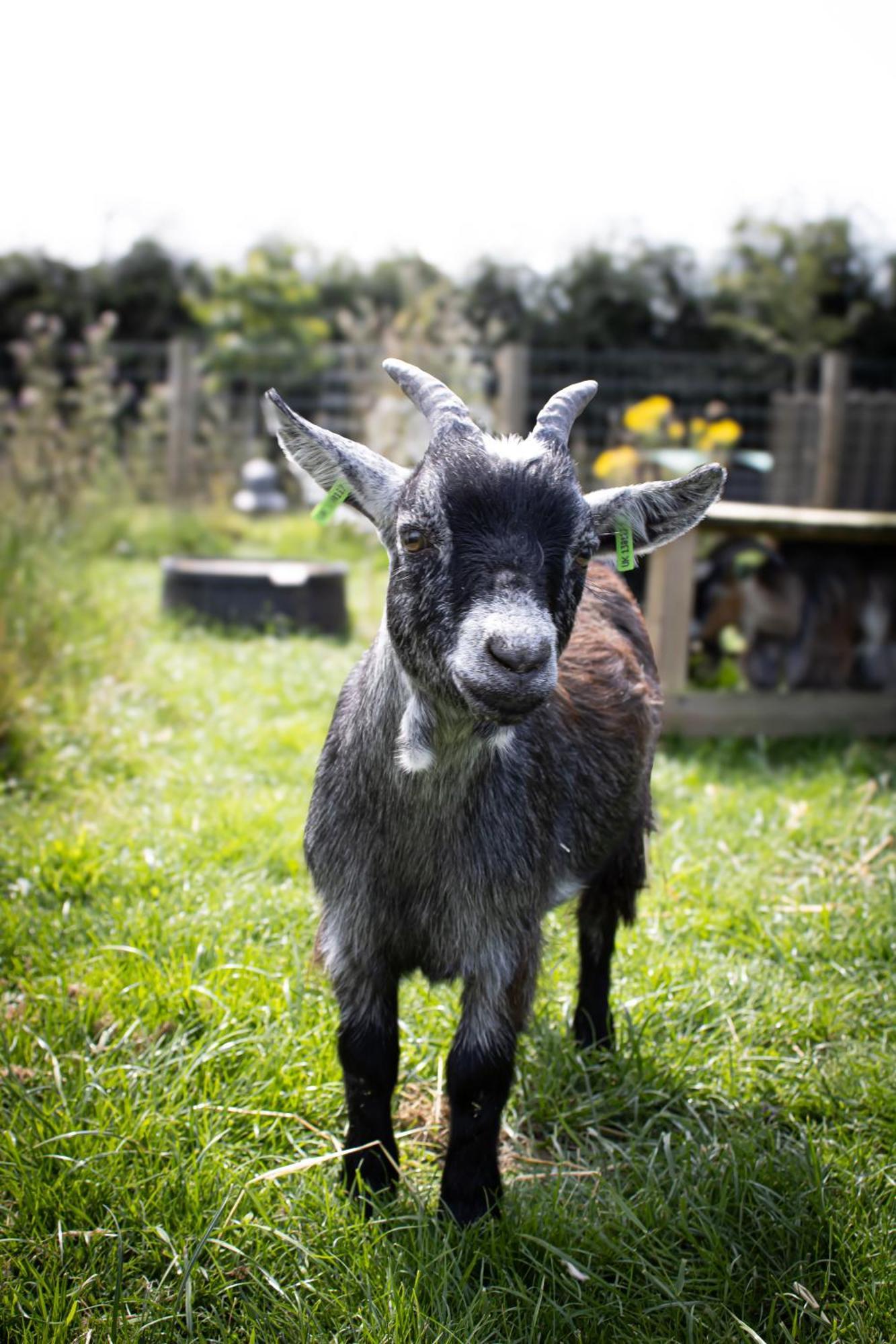 Home Farm & Lodge Bawtry Exteriér fotografie