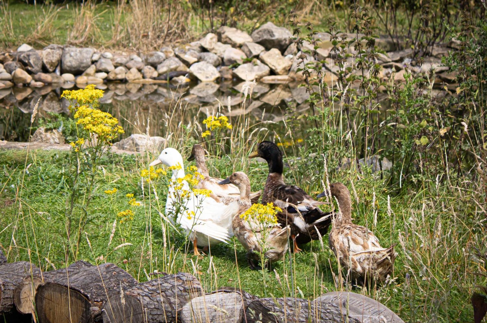Home Farm & Lodge Bawtry Exteriér fotografie